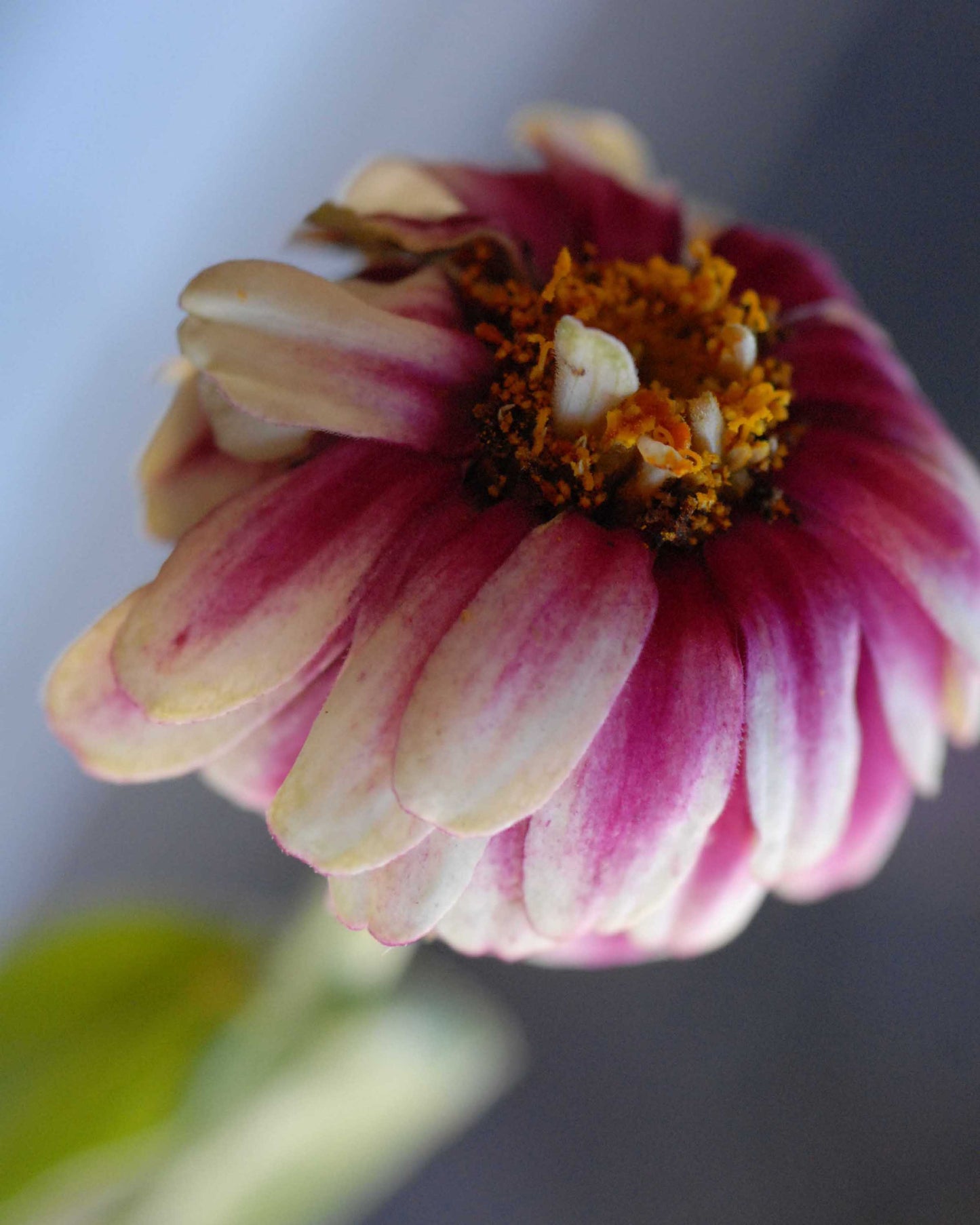 Angela's Zinnia
