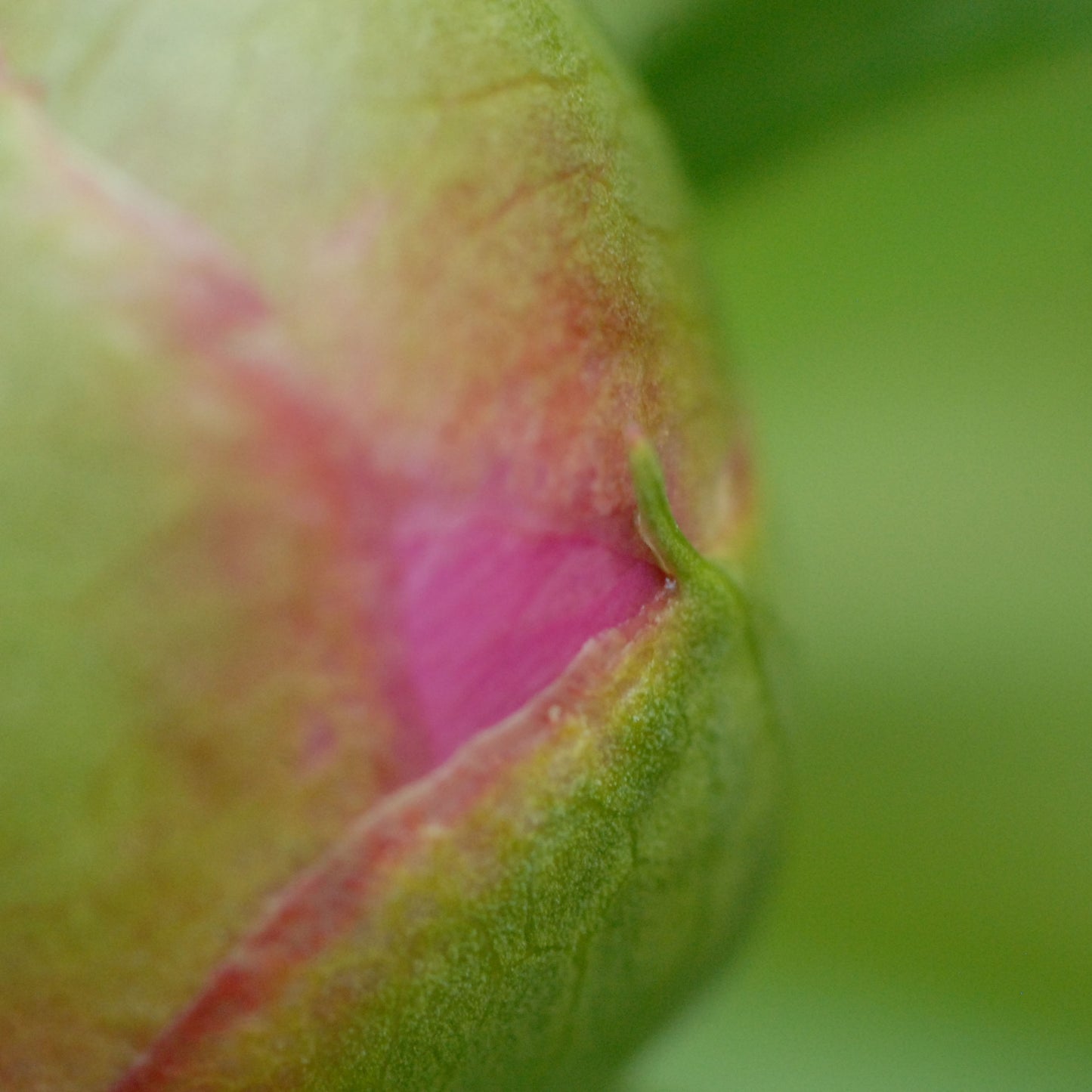 The Shadow Centuries Relax Beside You