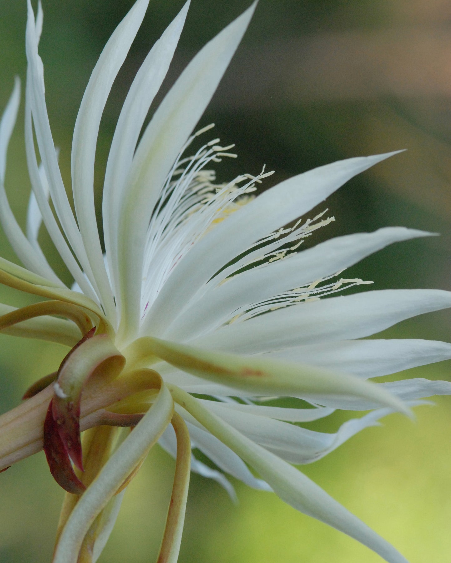 Crystal Cereus