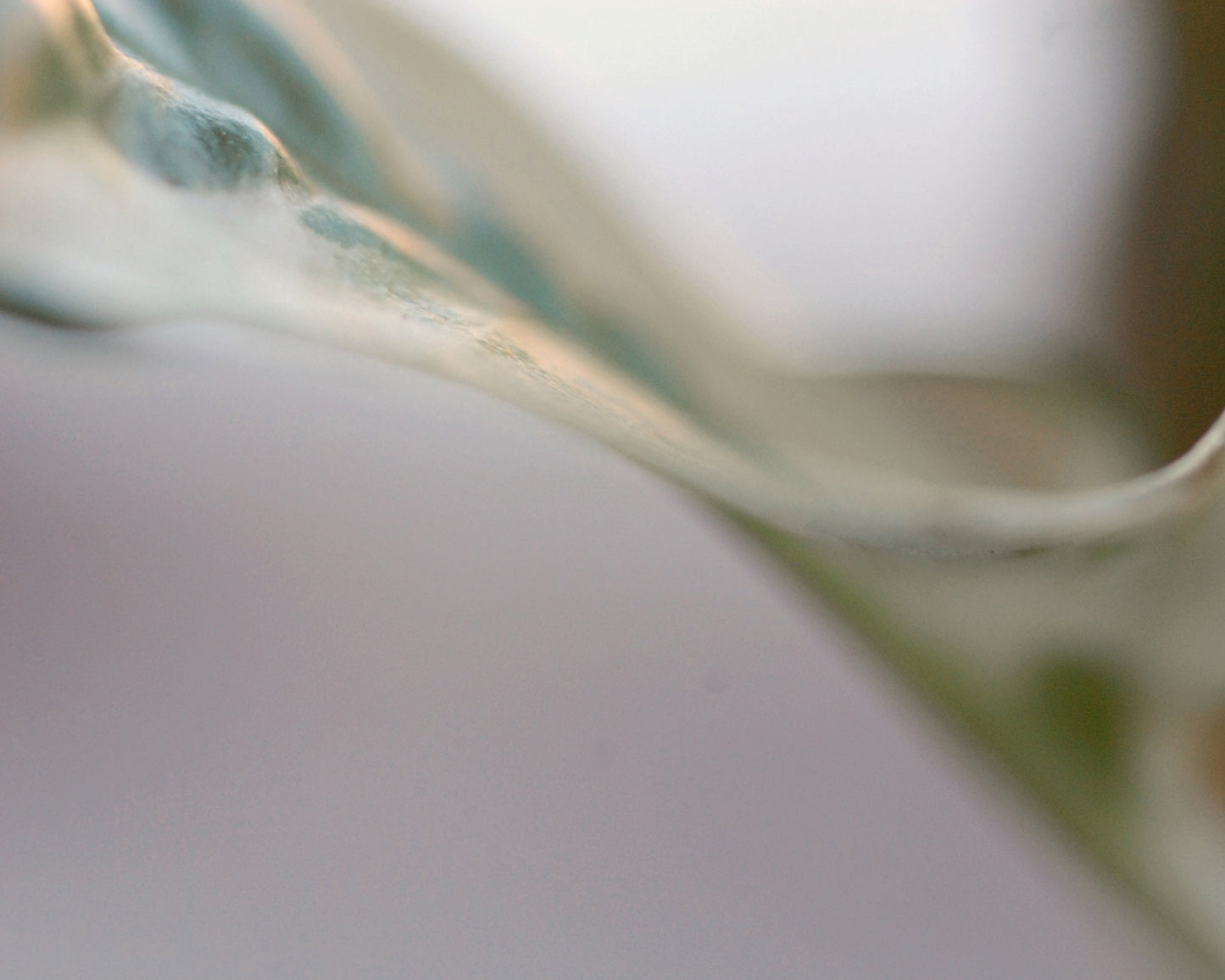 Becca's Pearls and Jade Pothos
