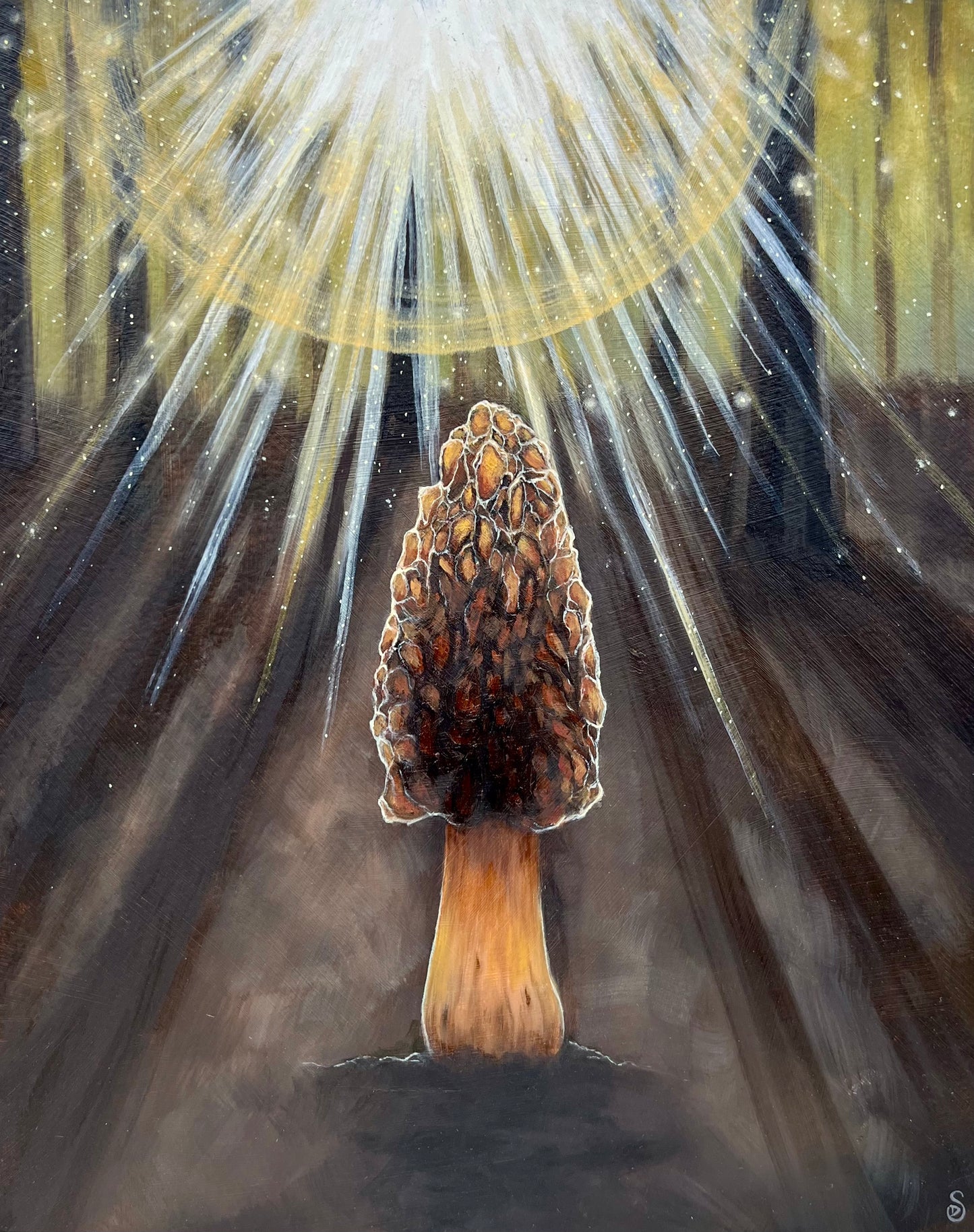 Burn Morel, Morchella Septimelata
