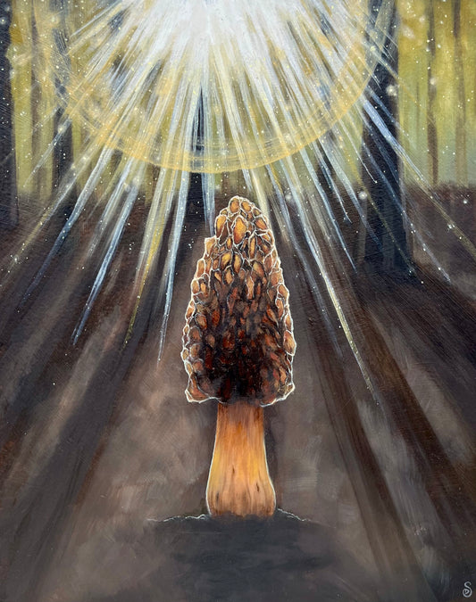 Burn Morel, Morchella Septimelata
