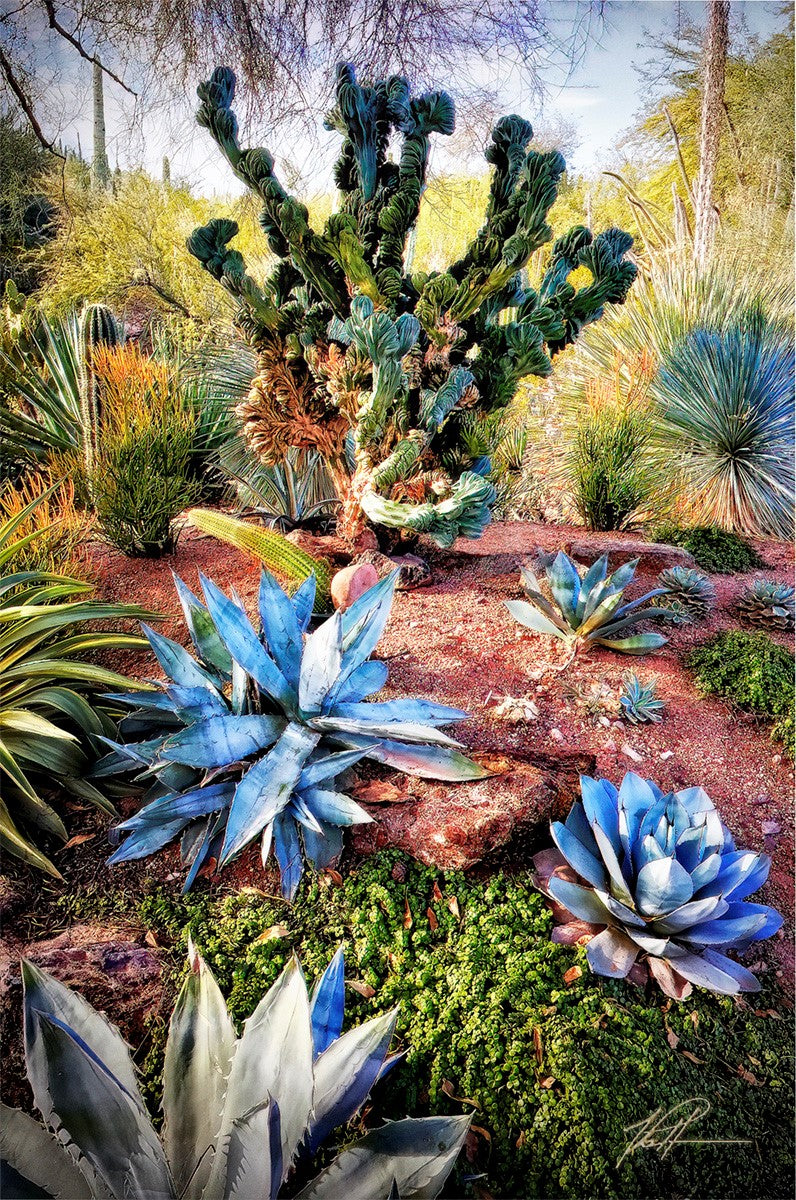 Garden of Desert Delights