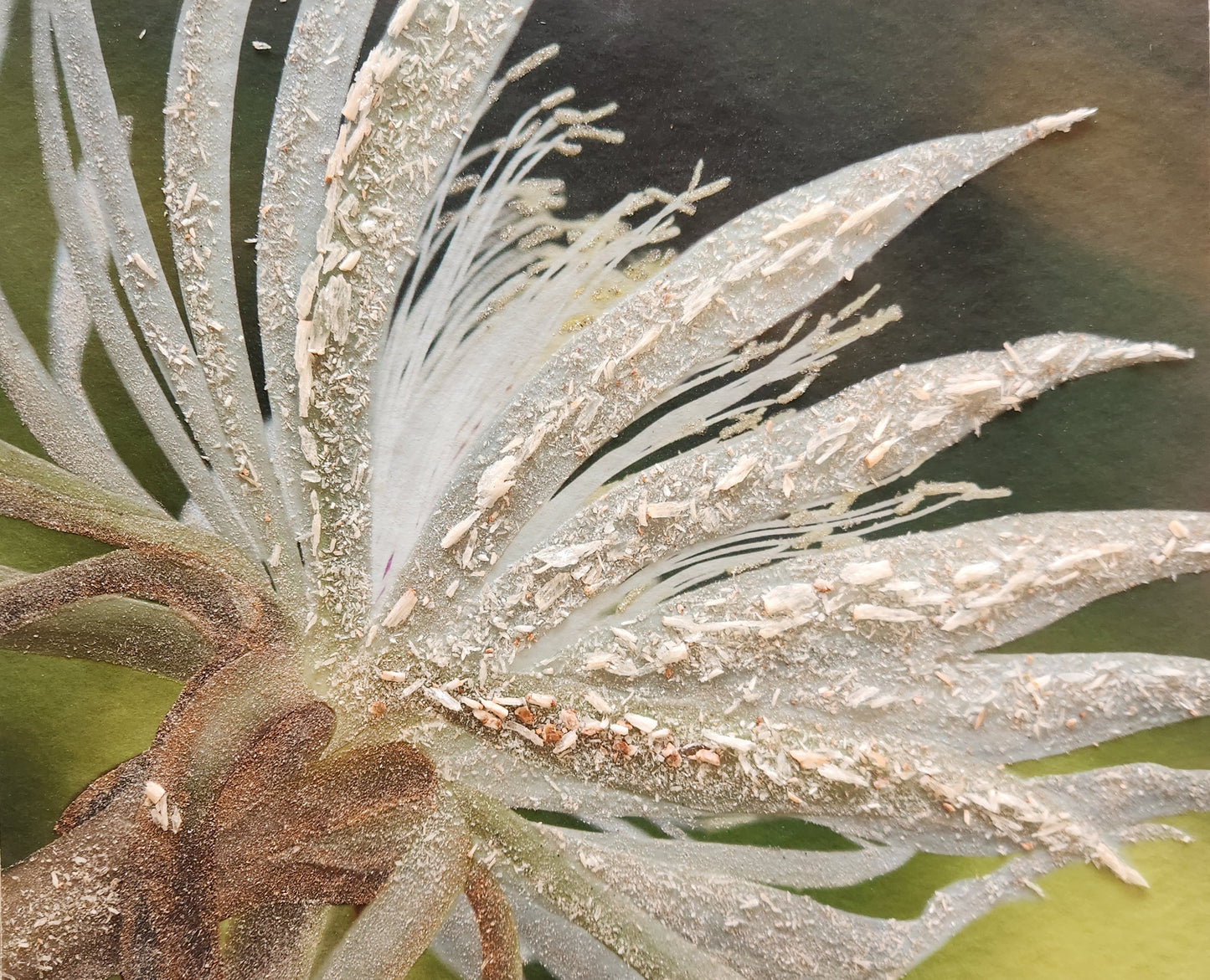 Crystal Cereus