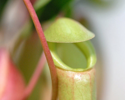 Deborah's Pitcher Plant