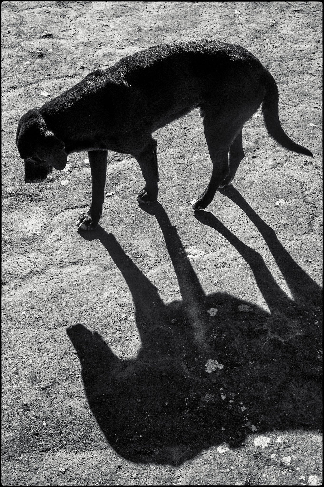 Dog #1