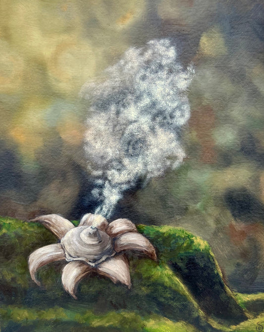 Earthstar, Geastrum Triplex