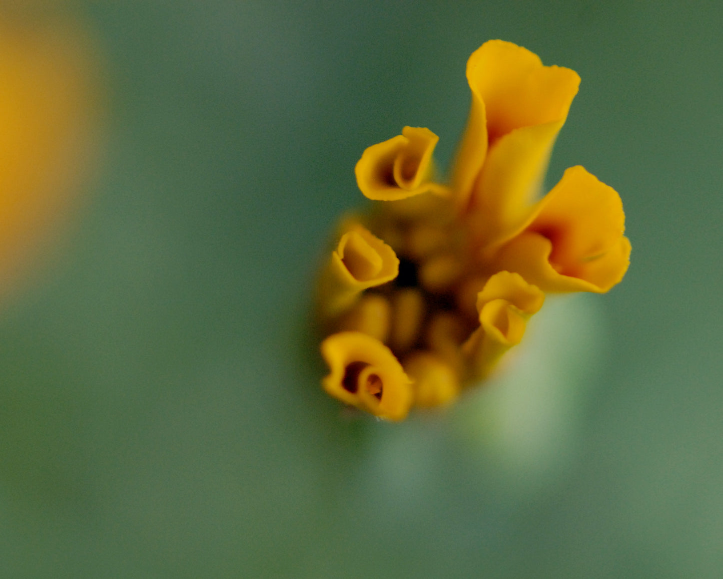 Jes' Marigold
