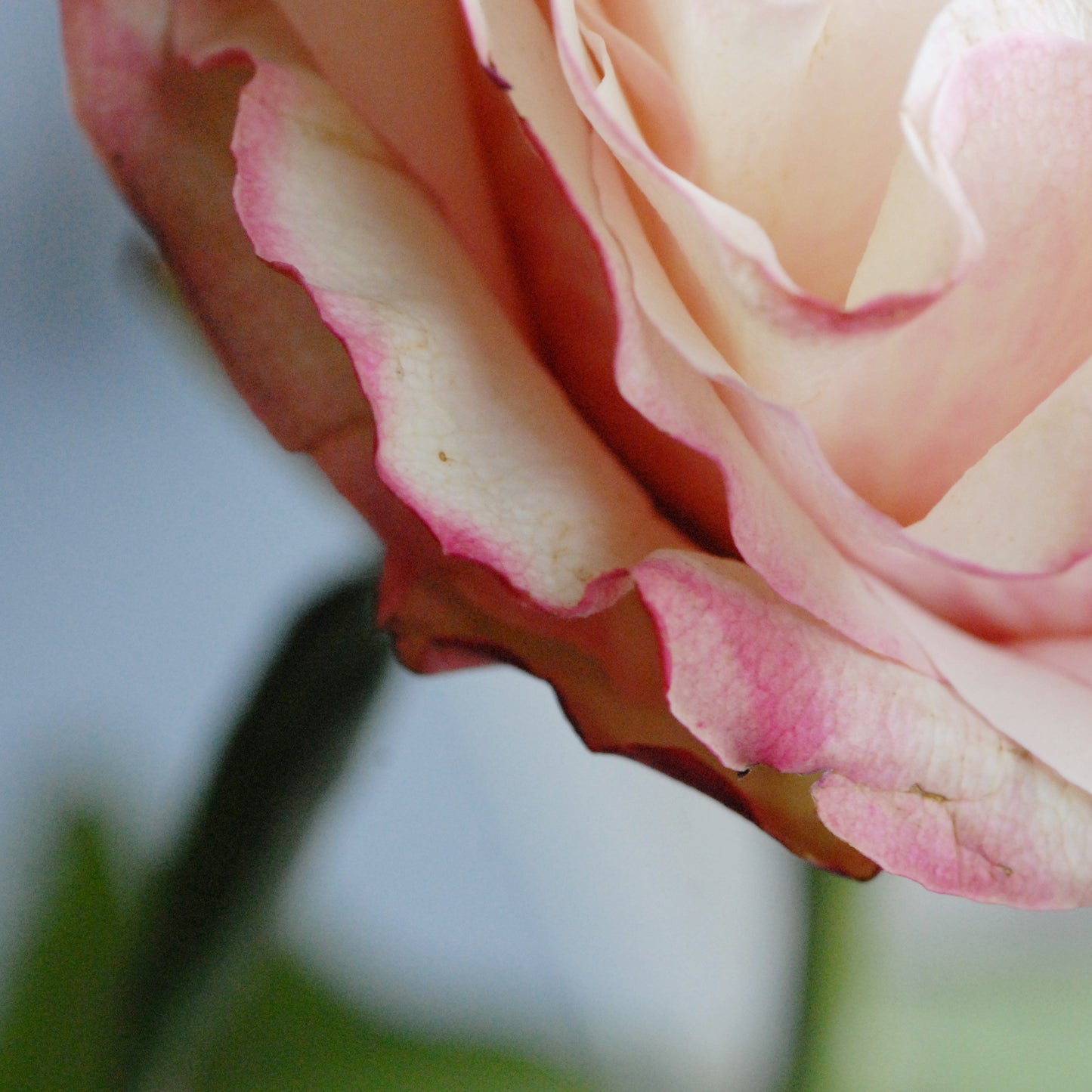 Karen's Rose