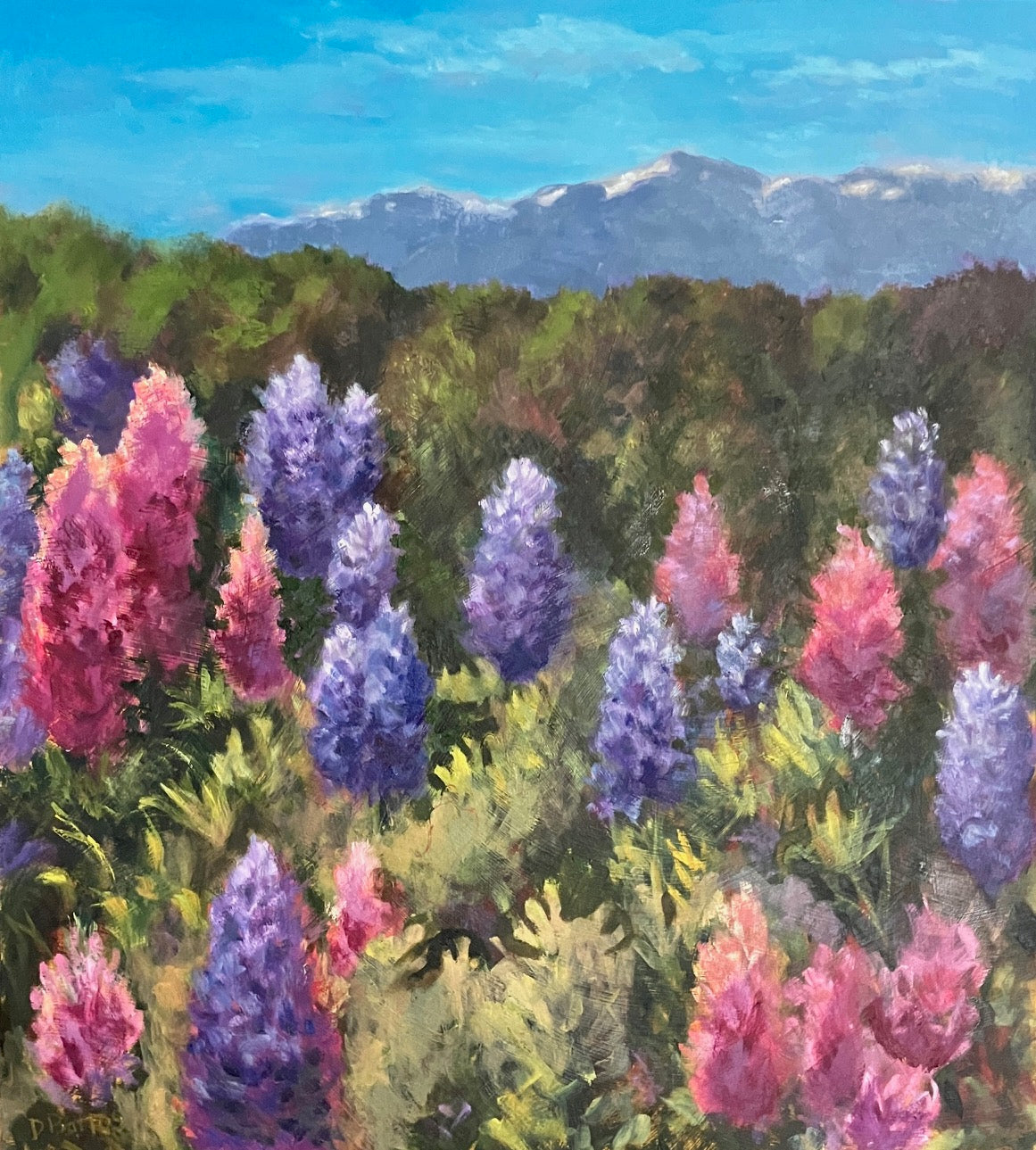 Lupine in the Mountains