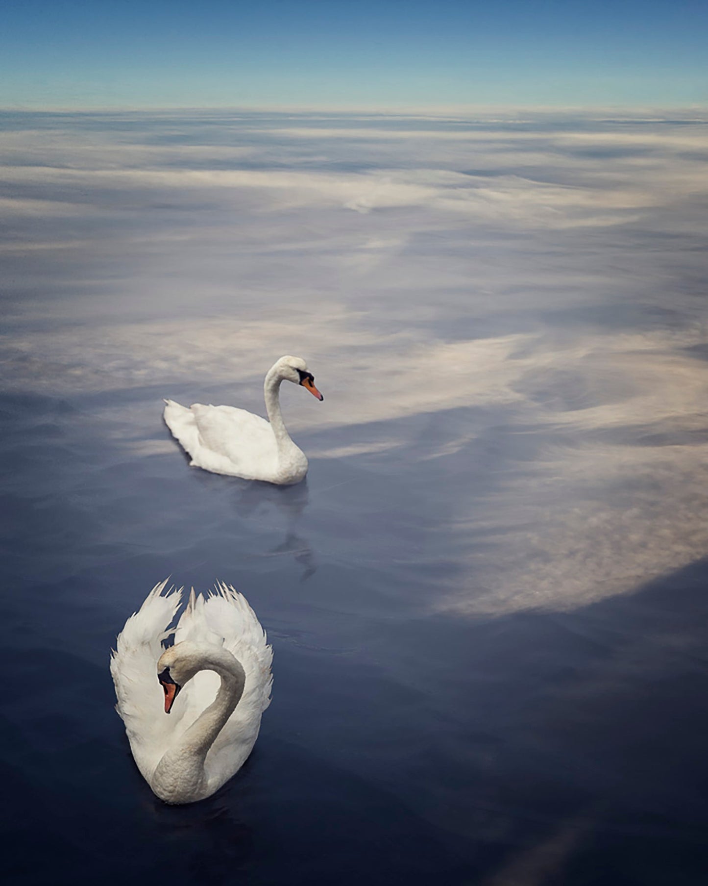 swans swimming