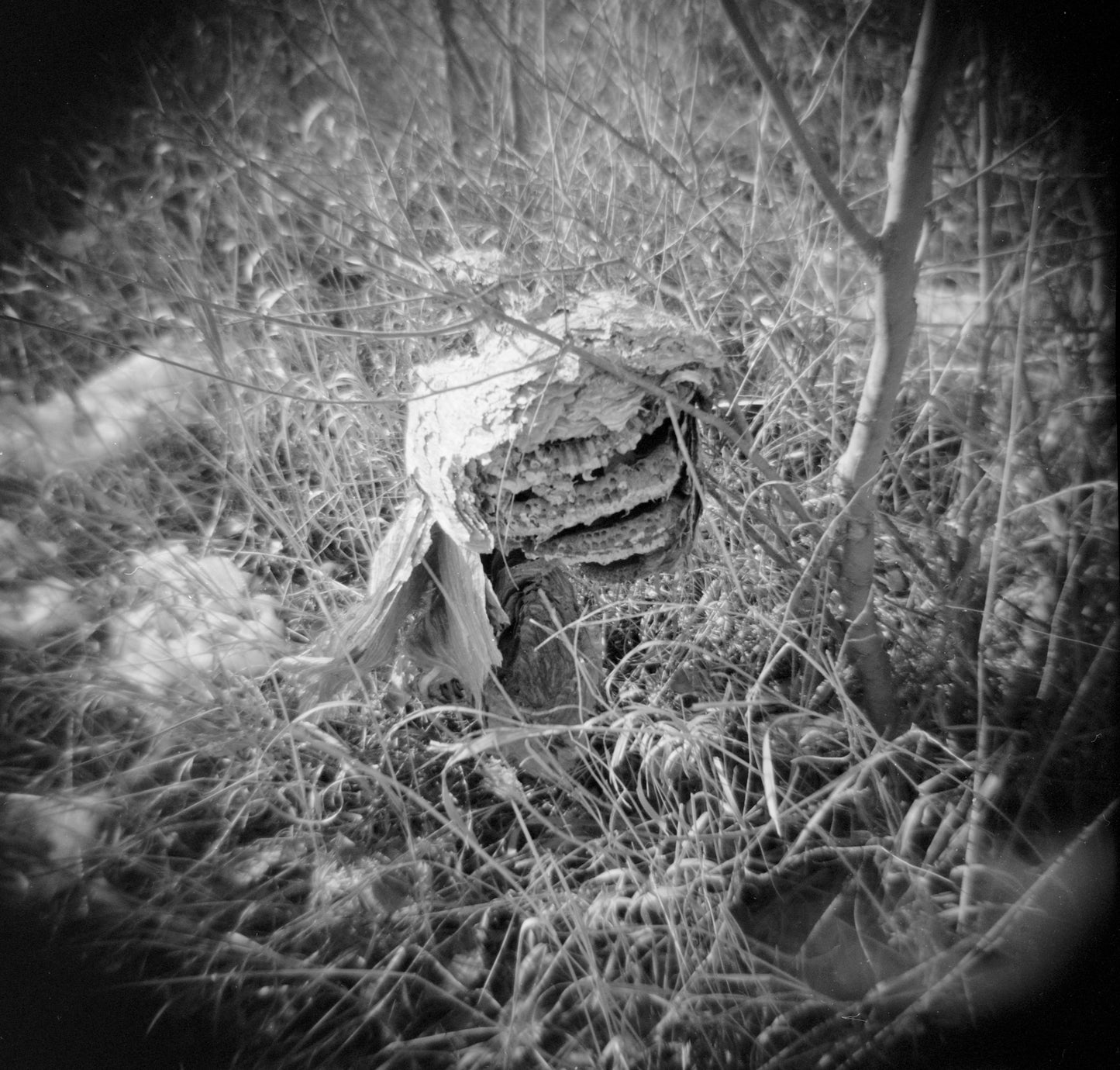 Paper Wasp Nest