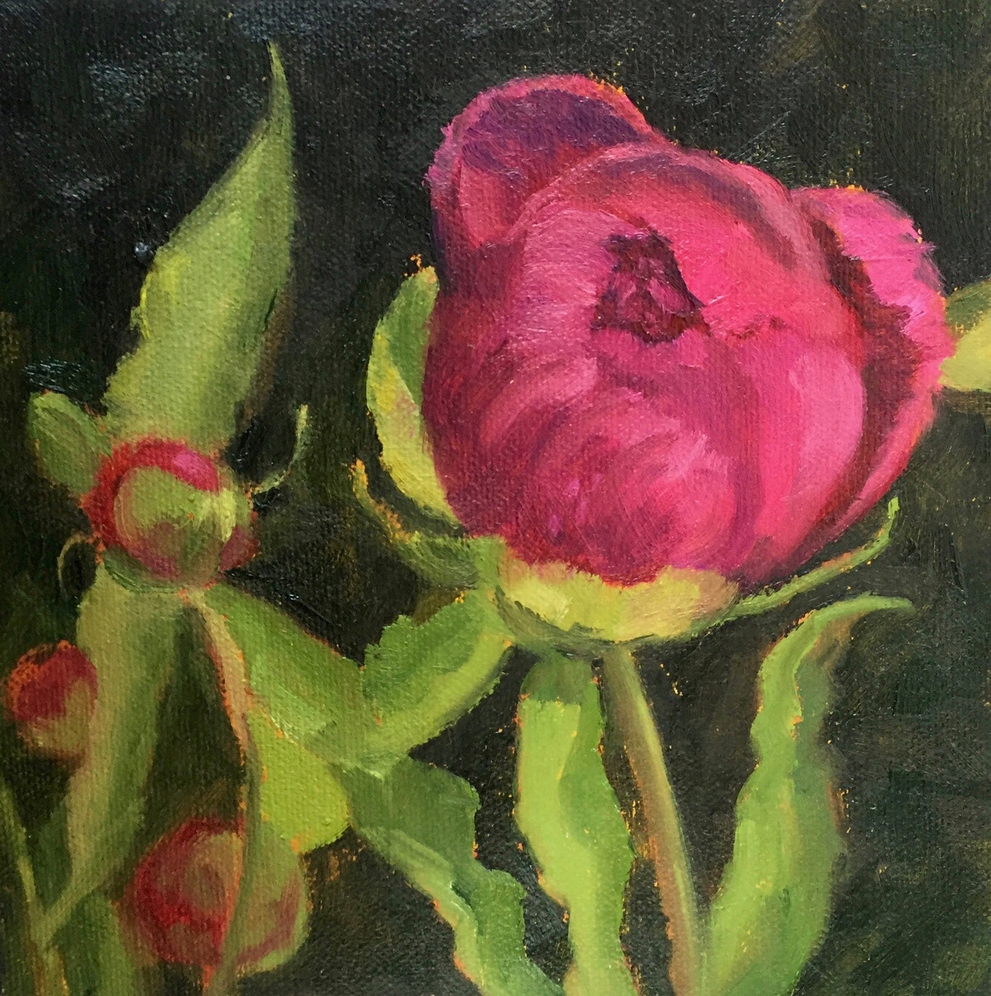 Peony Bud