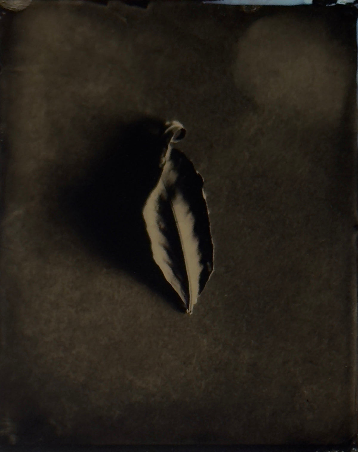 Simple Beauty of a Leaf