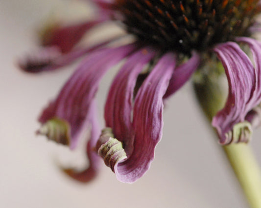 Sophia's Echinacea