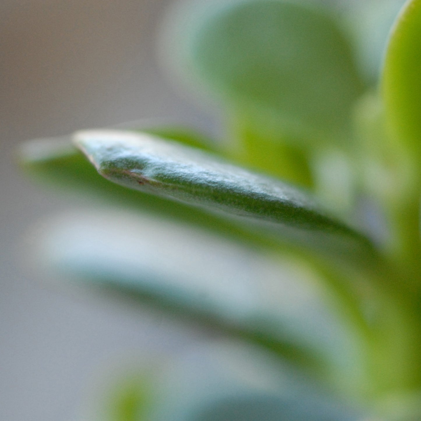 Steffany's Jade