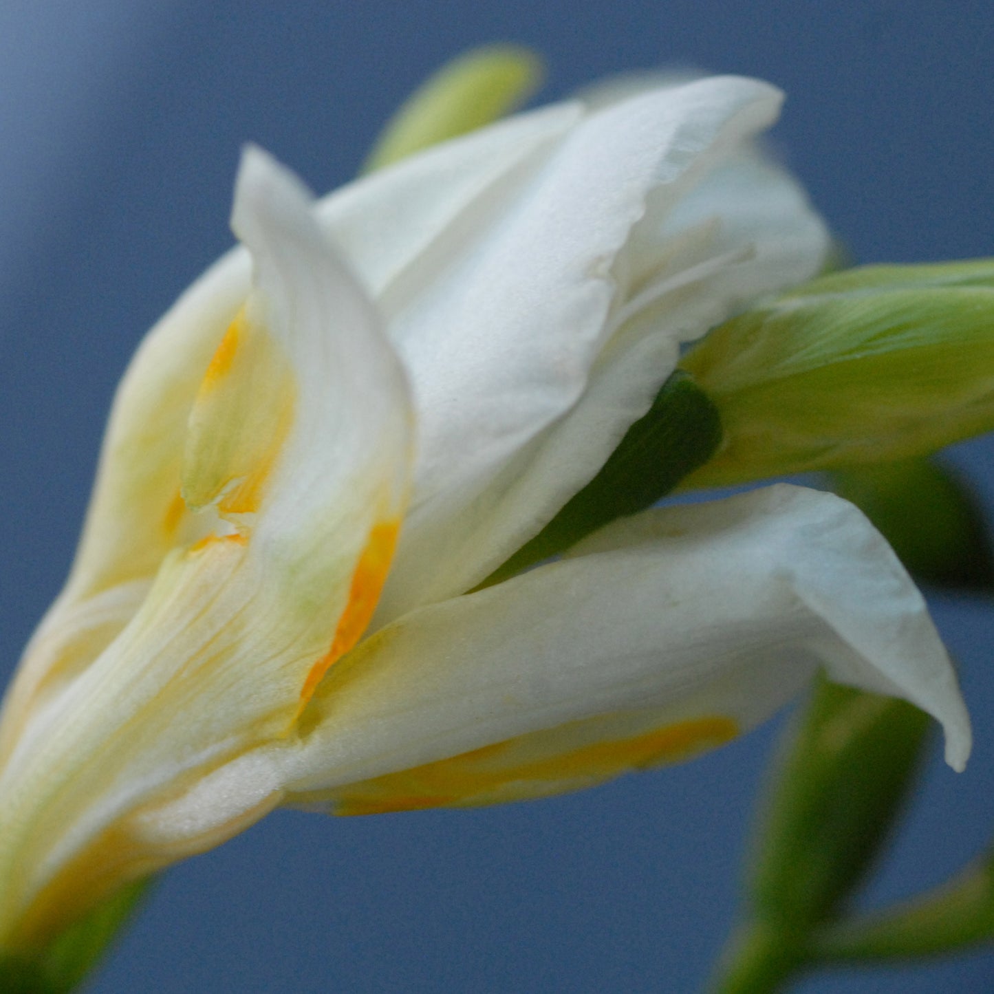 Flowers Will Always Bloom Again