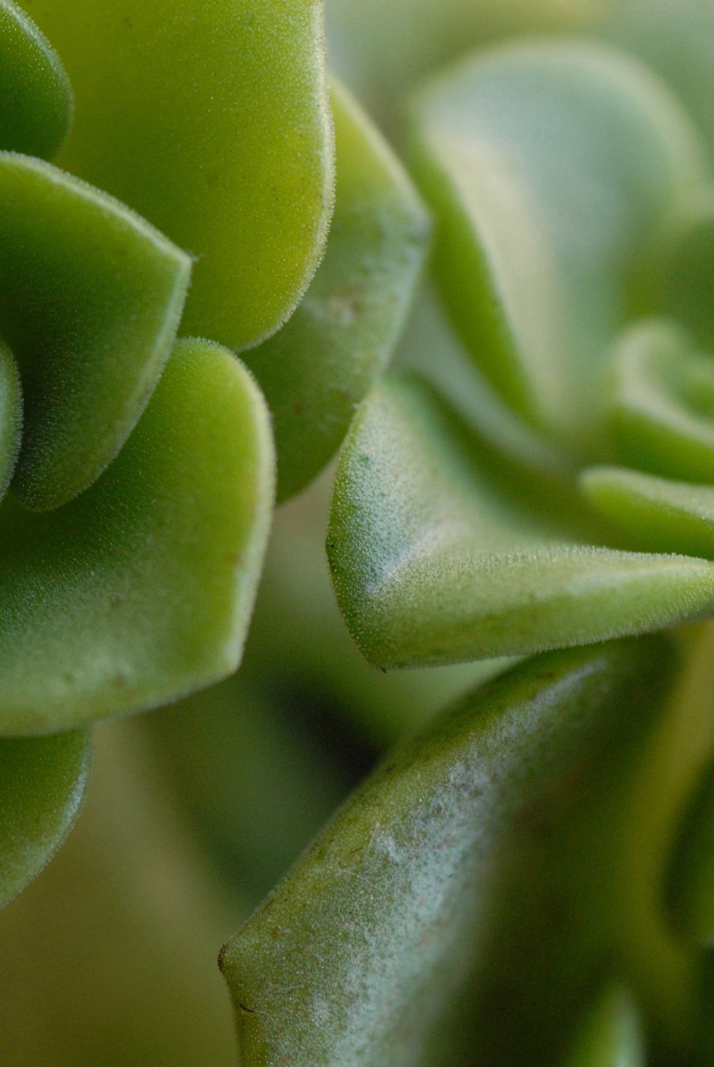 Valerie's Succulent