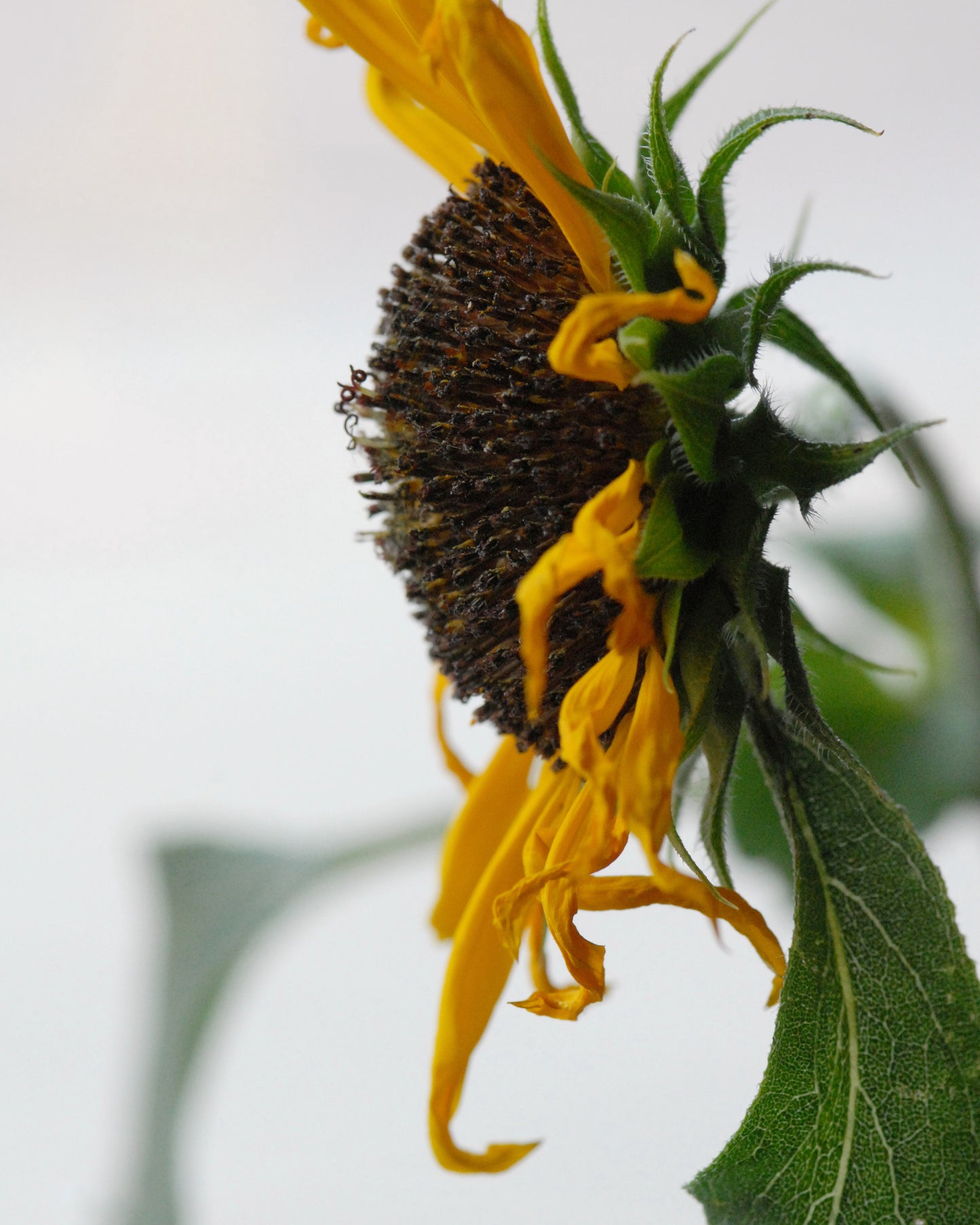 Sunflower Seeds