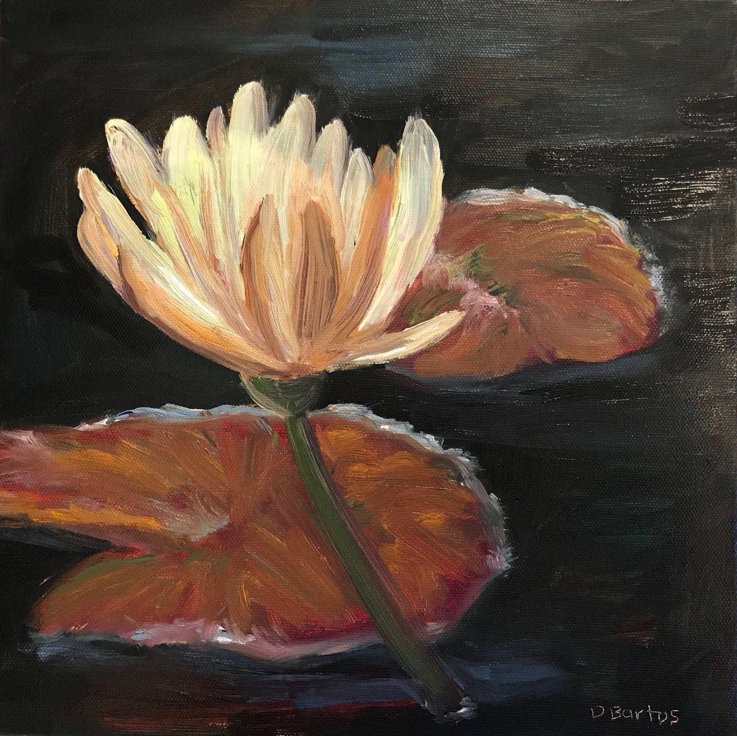 White Water Lily