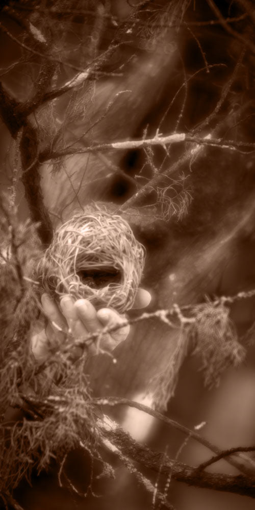Nest