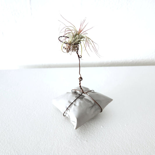 Wire wrapped around a concrete pillow. The wire extends upward to create a holder for an air plant. Concrete pillow air plant holders by local Artisans Julie Vassar and Abigail Kreuser