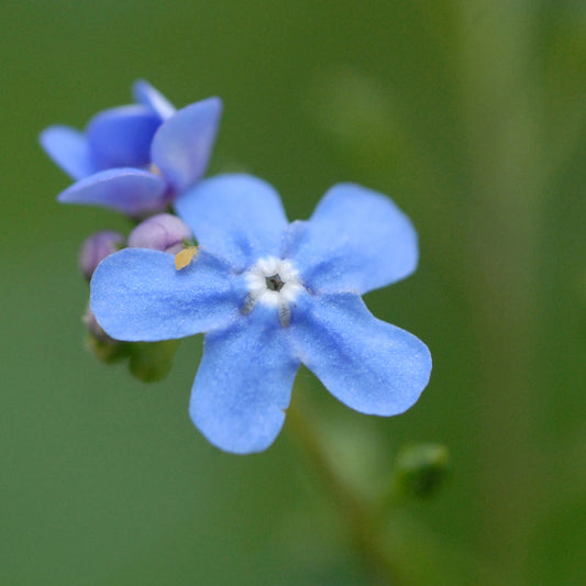Allison's Forget Me Not