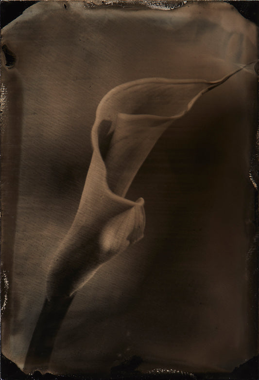 Calla Lily Bloom