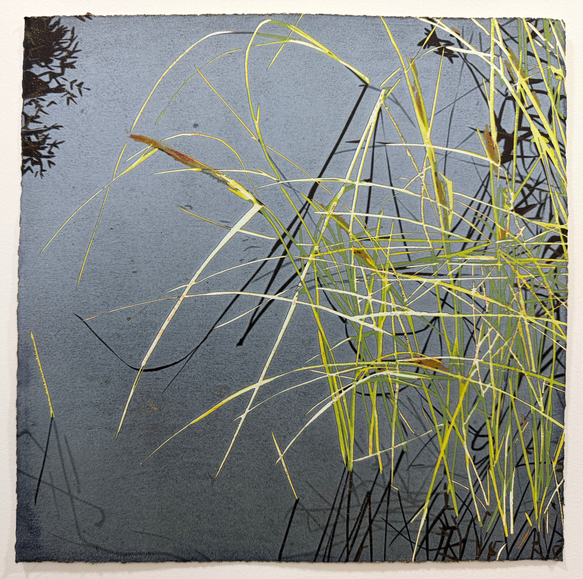 Pond Sedge
