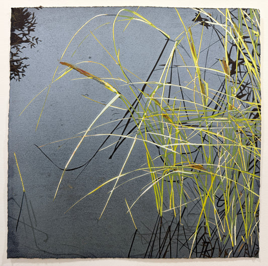 Pond Sedge