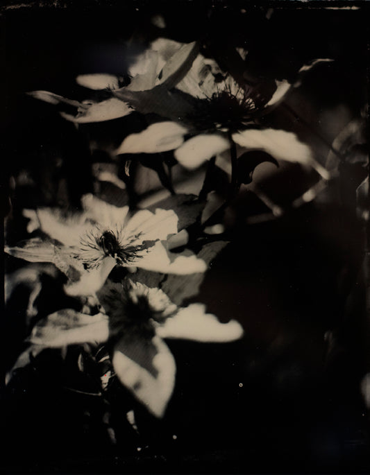 Live for the First and Last Blooms