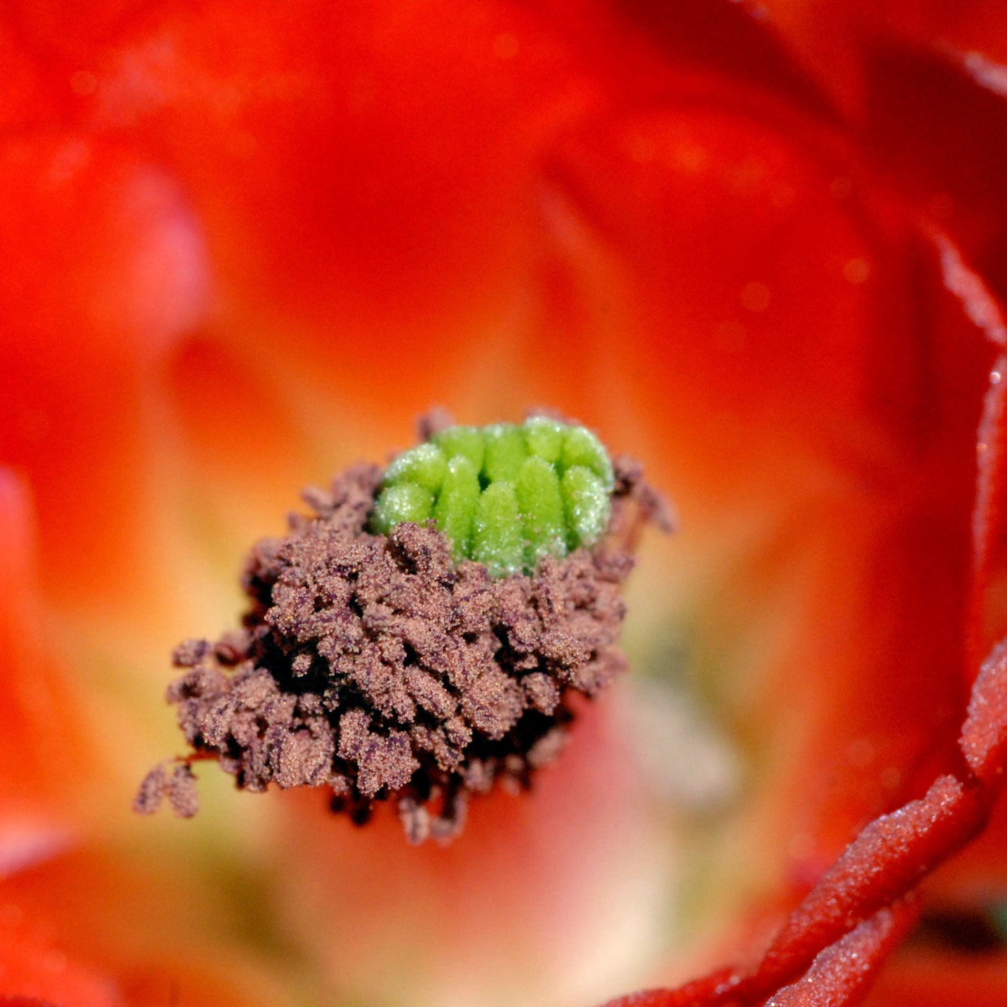 Lupita's Poppy