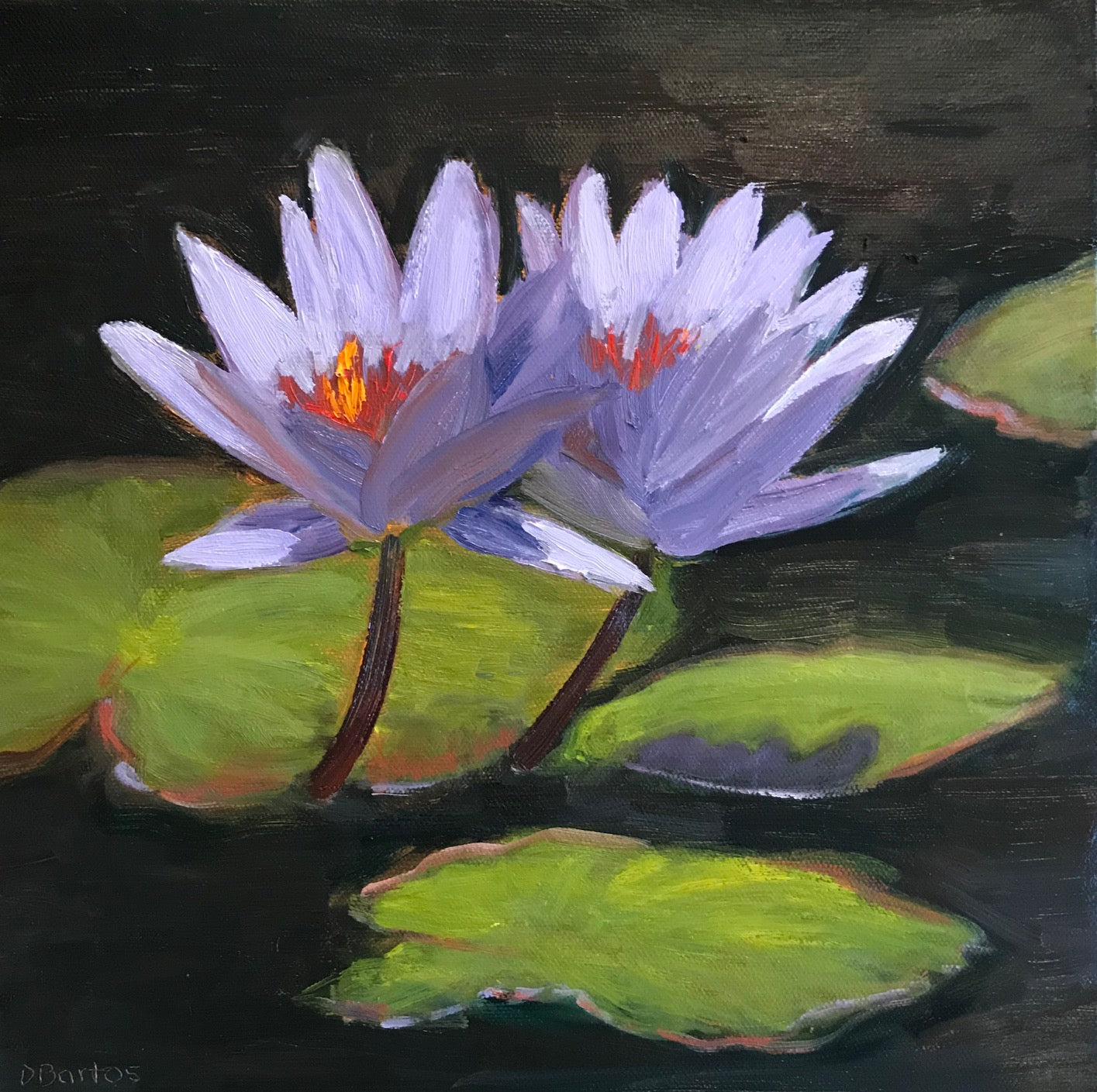 Purple Water Lily