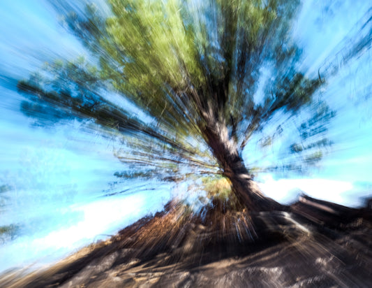 Rooted