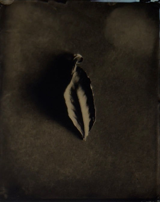 Simple Beauty of a Leaf