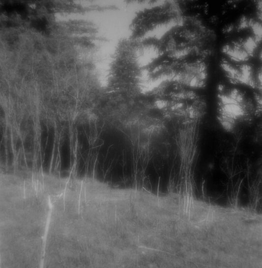 Saplings