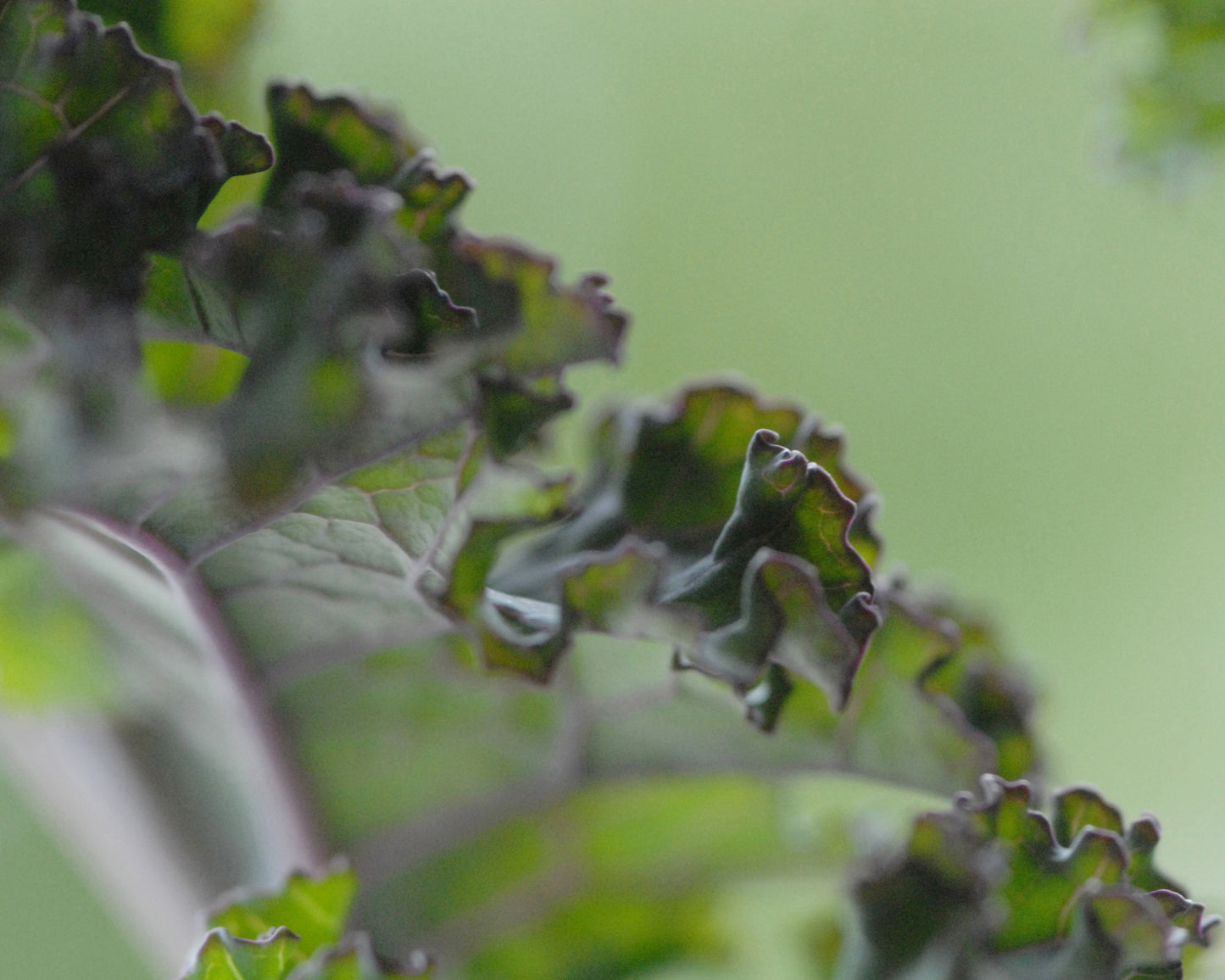 Shannon's Kale