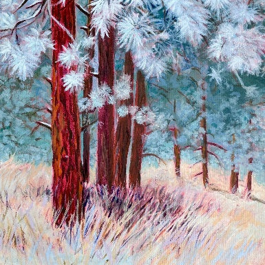 Frost Morning Pines