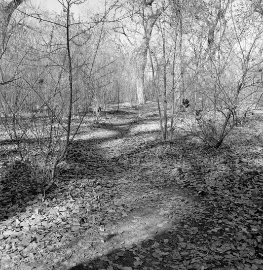 The Bosque #1, New Mexico