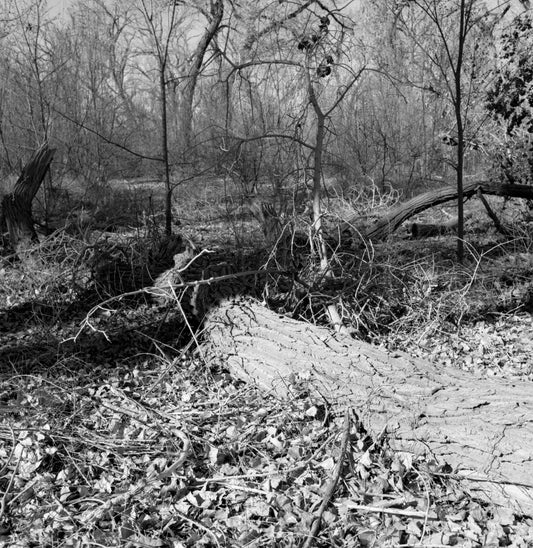 The Bosque #5, New Mexico
