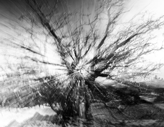 Web of Life