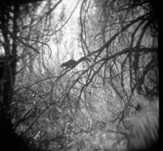 Woodland Scene