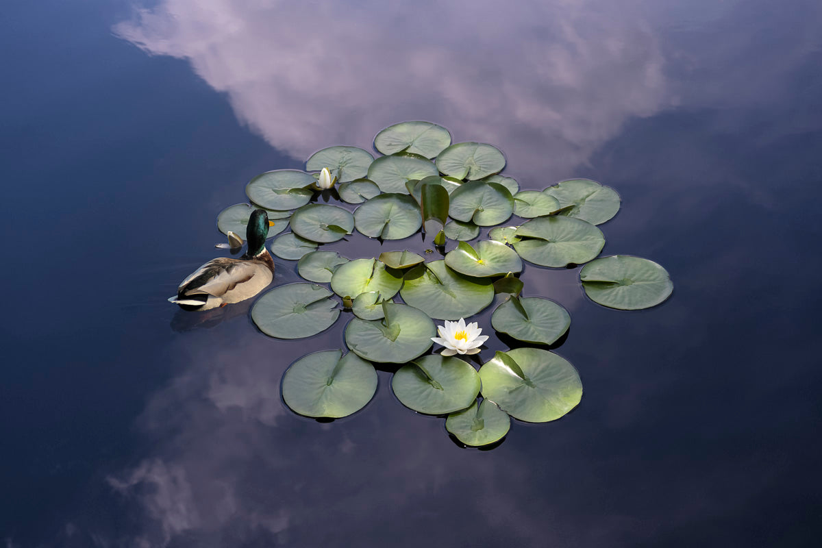 Reflecting Pool